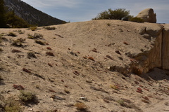 Eriogonum latens
