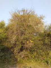 Tabebuia nodosa