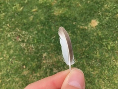 Manorina melanocephala