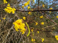Tabebuia nodosa
