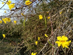 Tabebuia nodosa