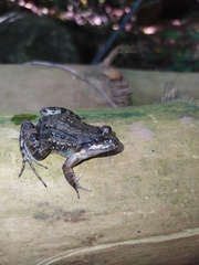 Leptodactylus melanonotus