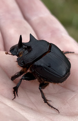 Onthophagus mniszechi