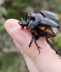 Onthophagus mniszechi