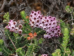 Erica strigosa