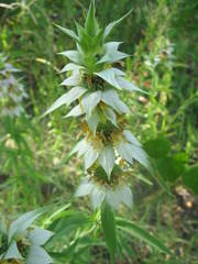 Monarda punctata intermedia