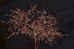 Eriogonum parishii