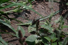 Pholisora