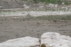 Charadrius vociferus