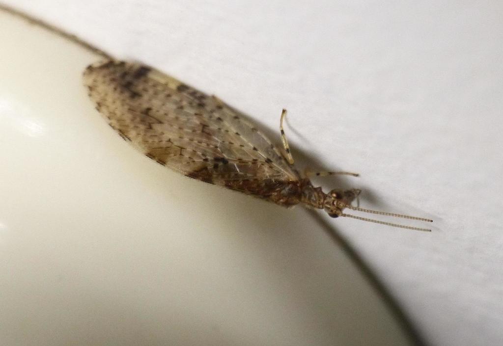 Micromus africanus