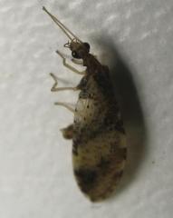 Micromus africanus