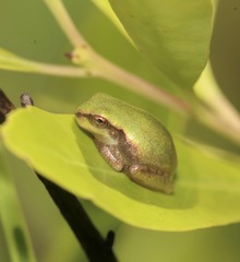 Hyla femoralis