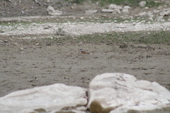 Charadrius vociferus