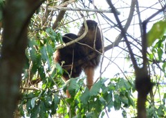 Callicebus nigrifrons