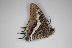 Charaxes saturnus saturnus