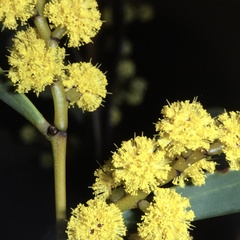 Acacia hakeoides