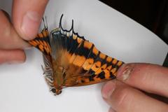 Charaxes saturnus saturnus