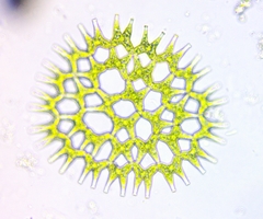 Lacunastrum gracillimum