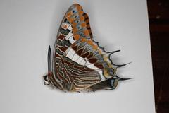 Charaxes saturnus saturnus