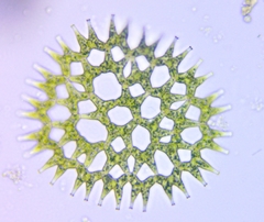 Lacunastrum gracillimum