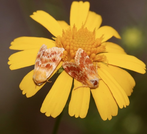 Fuller's flower moth photo 2