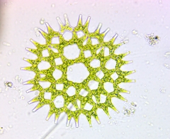 Lacunastrum gracillimum