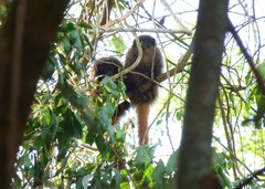 Callicebus nigrifrons
