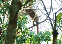 Callicebus nigrifrons