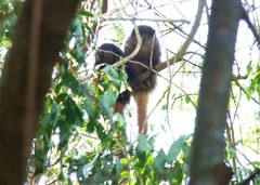 Callicebus nigrifrons