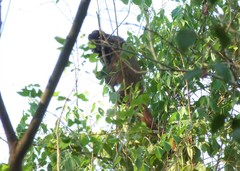 Callicebus nigrifrons