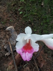 Boesenbergia maxwellii