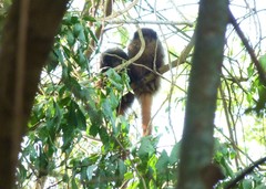Callicebus nigrifrons