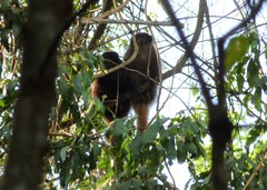 Callicebus nigrifrons