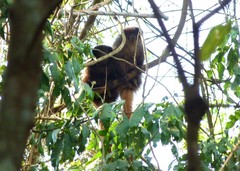 Callicebus nigrifrons