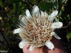Protea lacticolor