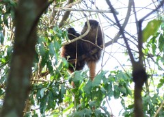 Callicebus nigrifrons