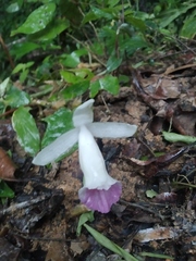 Boesenbergia maxwellii