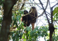 Callicebus nigrifrons