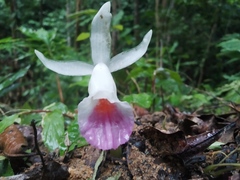 Boesenbergia maxwellii