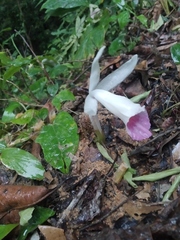 Boesenbergia maxwellii