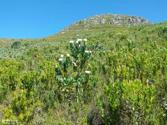 Protea lacticolor