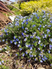 Lithodora