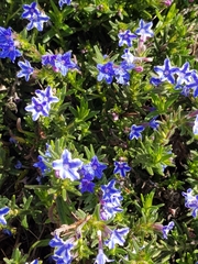 Lithodora