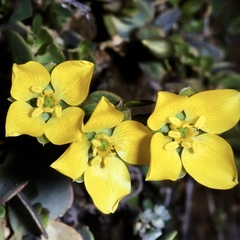 Roepera glauca