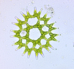 Lacunastrum gracillimum