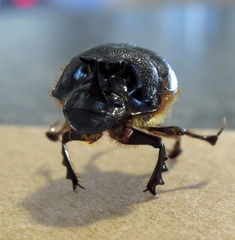 Onthophagus ferox