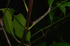 Eurydactylodes vieillardi
