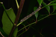 Eurydactylodes vieillardi
