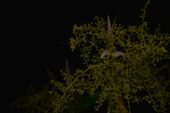 Eurydactylodes vieillardi