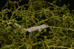 Eurydactylodes vieillardi